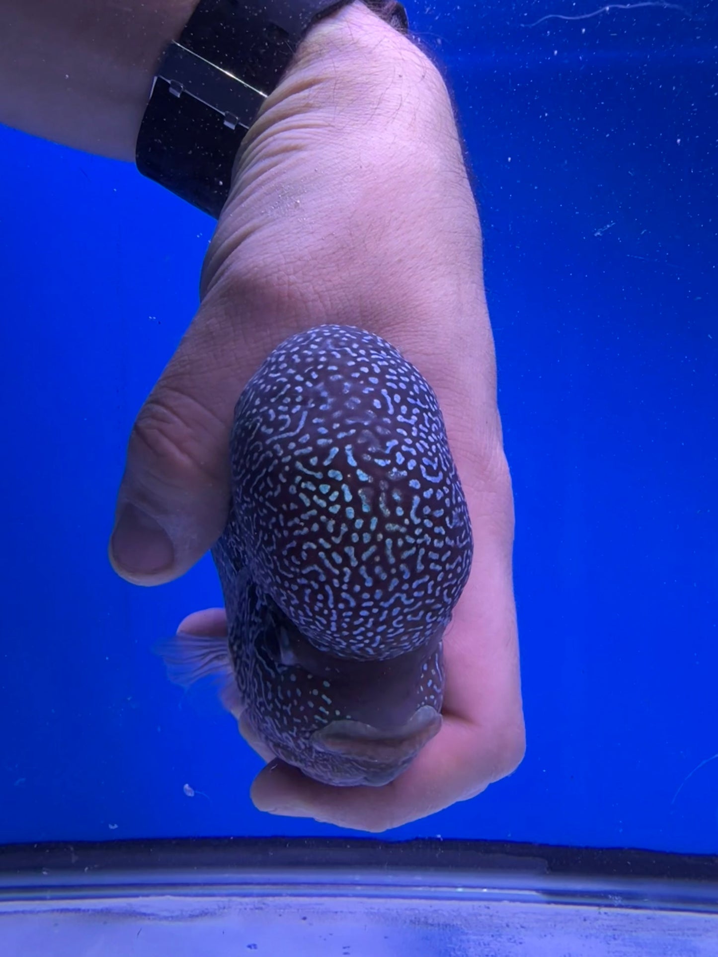 6” male KML flowerhorn