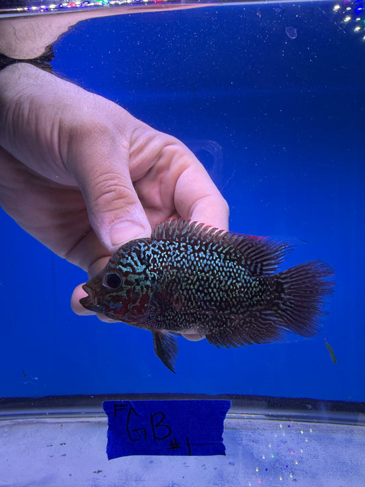 VIP FEMALE Golden base