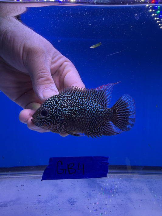 Female 3.5” VIP GOLDENBASE