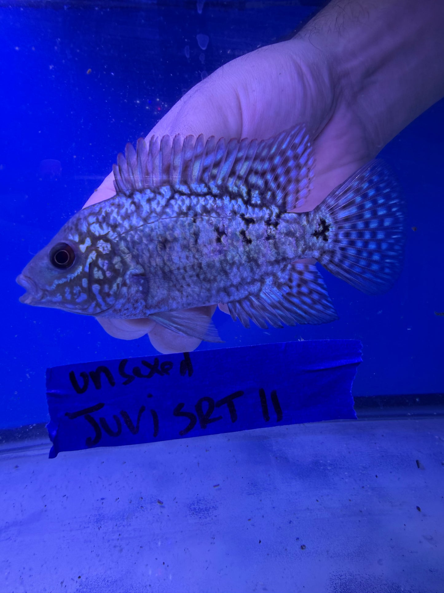 Unsexed Juvenile SRT #11