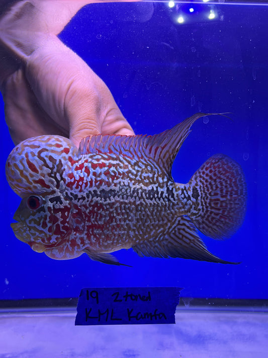 KML 2tone kamfa male 4.5”