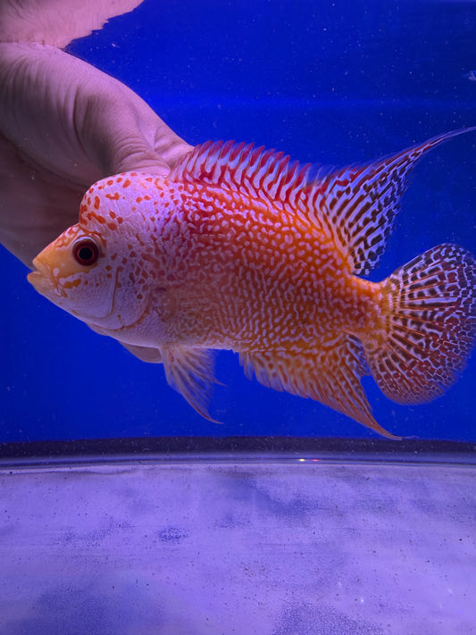 Golden base kamfa male 3-4”