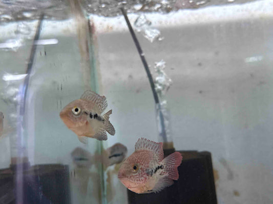 Bonsai red spot gutt 2-2.5”