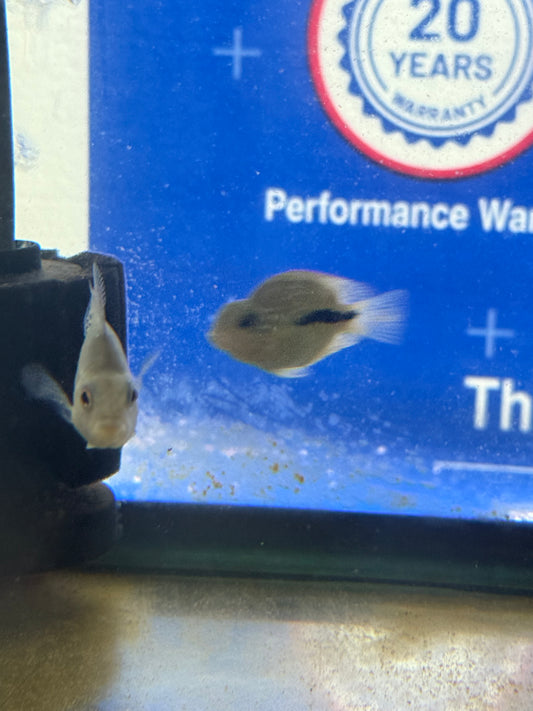 2 Crystal Parrot Juvie