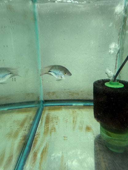 3-4” short body red spot gutt female
