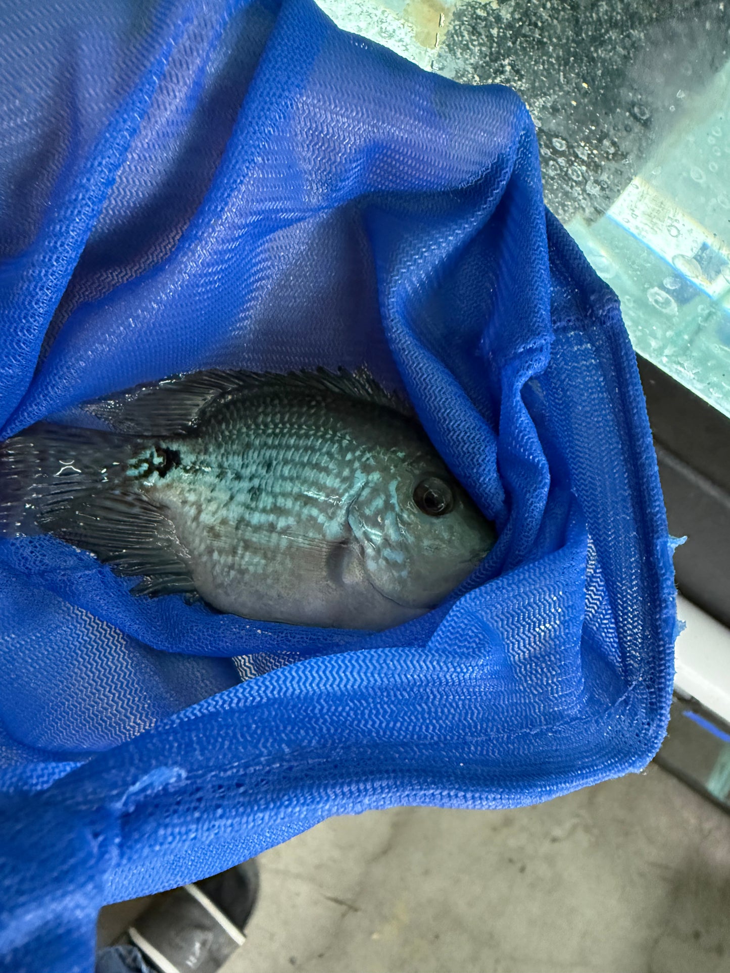 3-4” short body red spot gutt female