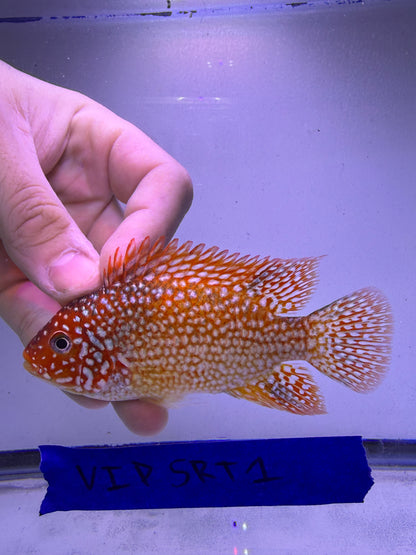 VIP GRADE SUPER RED TEXAS 4” #1