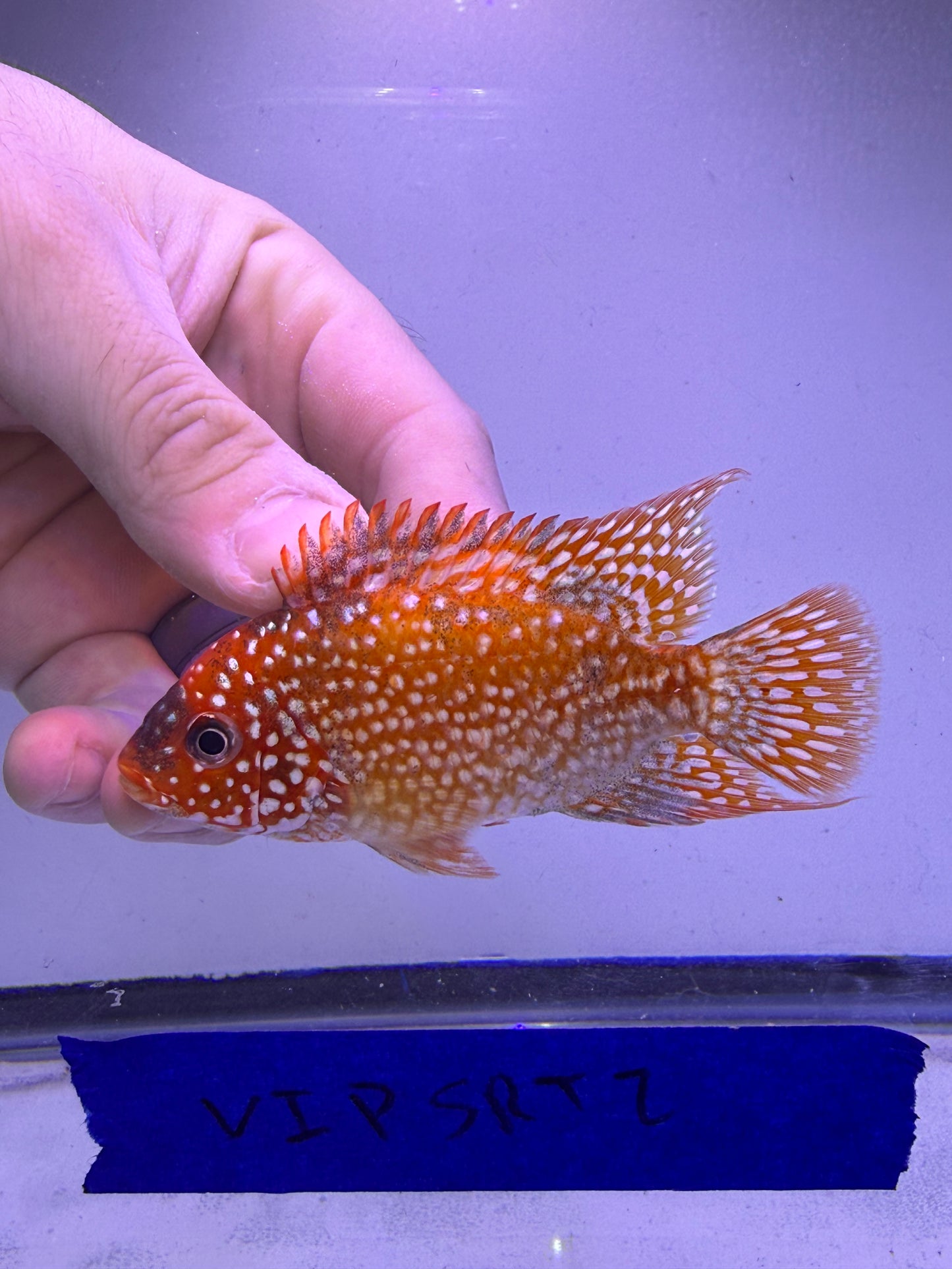 VIP SUPER RED TEXAS 4” #2