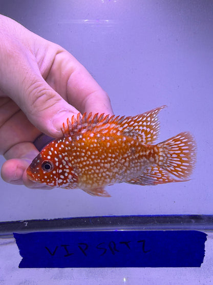 VIP SUPER RED TEXAS 4” #2