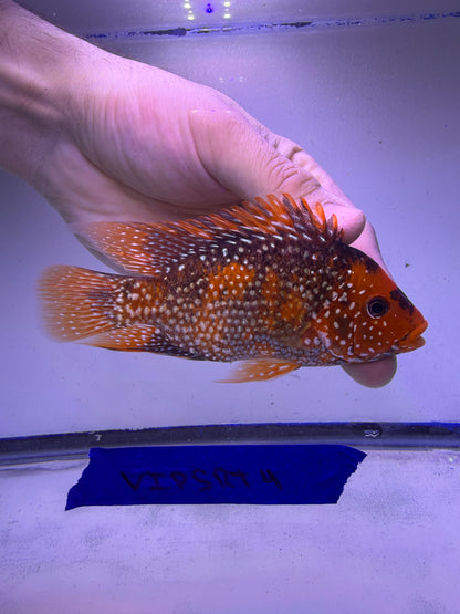 VIP GRADE SUPER RED TEXAS 4” #4