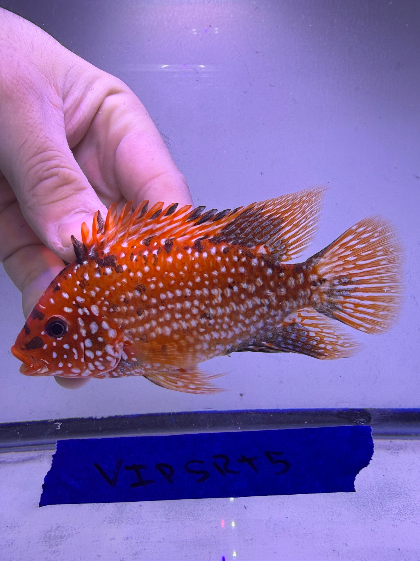 VIP GRADE SUPER RED TEXAS 4” #5