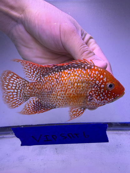 VIP GRADE SUPER RED TEXAS 4” #6