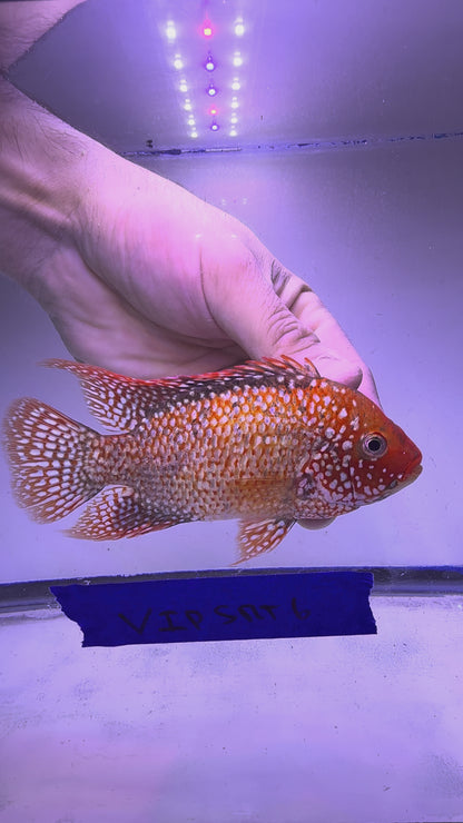 VIP GRADE SUPER RED TEXAS 4” #6