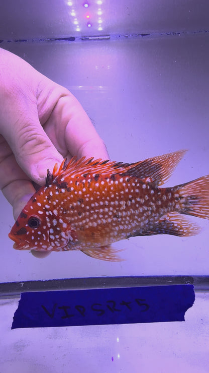 VIP GRADE SUPER RED TEXAS 4” #5